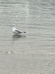 Larus delawarensis