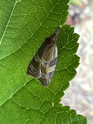 Spring Dead-leaf Roller Moth photo 6