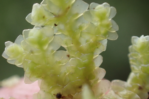 Radula cordata observed 2025-07-17