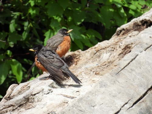 American Robin