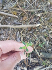 Coprosma crassifolia