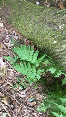Dryopteris intermedia