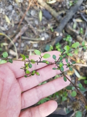 Coprosma crassifolia