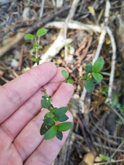Coprosma ×cunninghamii