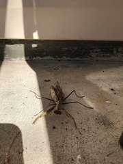 Mantidae