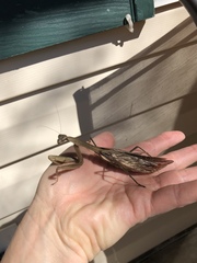 Mantidae