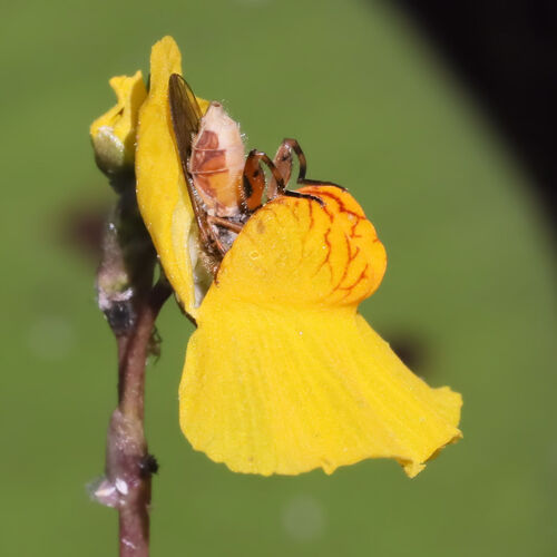 Utricularia macrorhiza iNat (3)