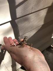 Mantidae