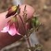 Hermannia bicolor - Photo (c) Dave U, algunos derechos reservados (CC BY), uploaded by Dave U