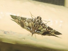 Chabula acamasalis