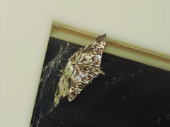 Chabula acamasalis