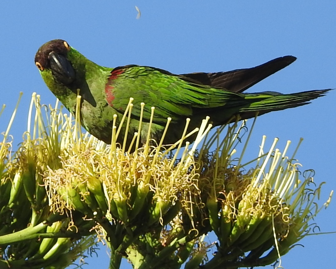 Maroon-fronted Parrot (Rhynchopsitta terrisi), photo 9