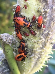 Oncopeltus fasciatus