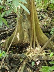 Pterocarpus officinalis