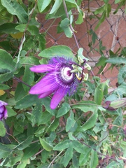 Passiflora amethystina × caerulea