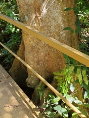 Pterocarpus officinalis