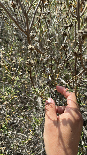 Salvia brandegeei, photograph 6