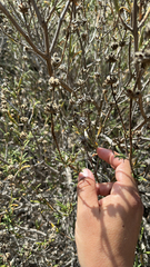 Salvia brandegeei, photograph author not stated, no rights reserved