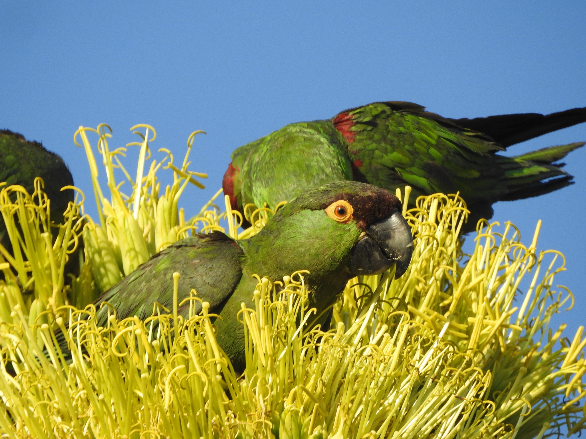 Maroon-fronted Parrot (Rhynchopsitta terrisi), photo 10