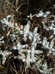 Cerastium biebersteinii