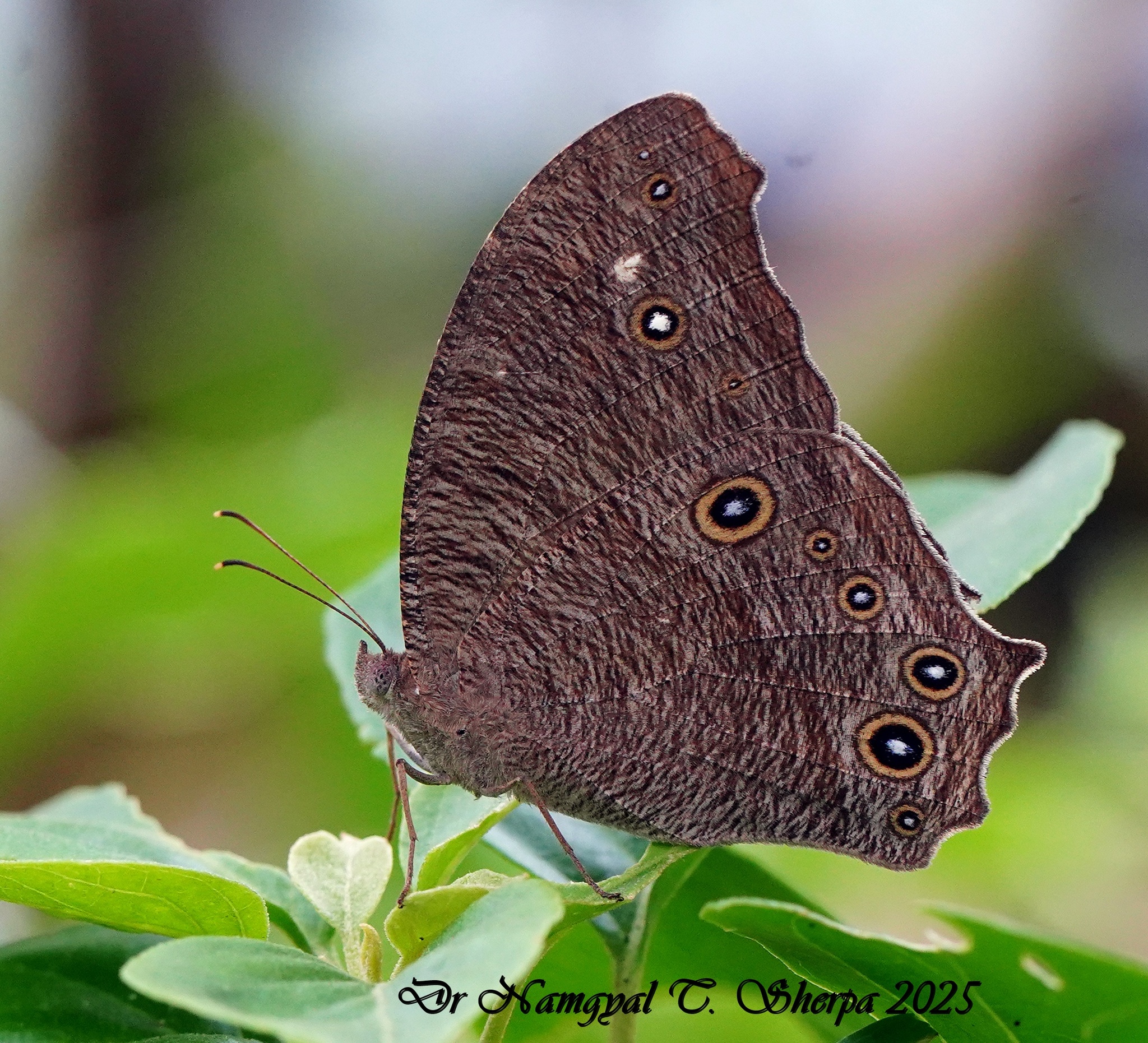 Common Evening Brown