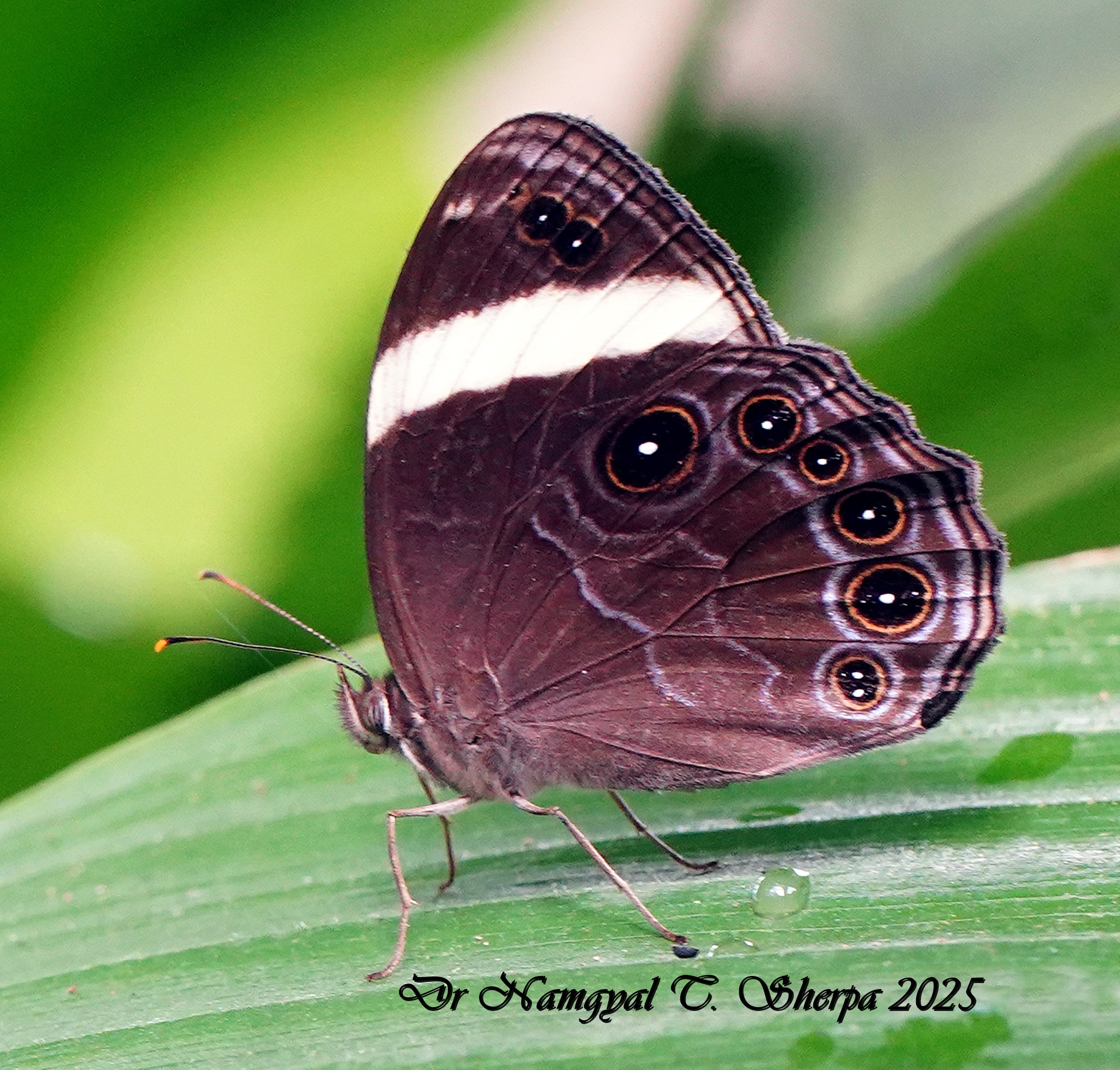 Straight-Banded Treebrown