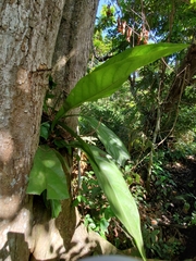 Anthurium crenatum