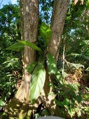 Anthurium crenatum