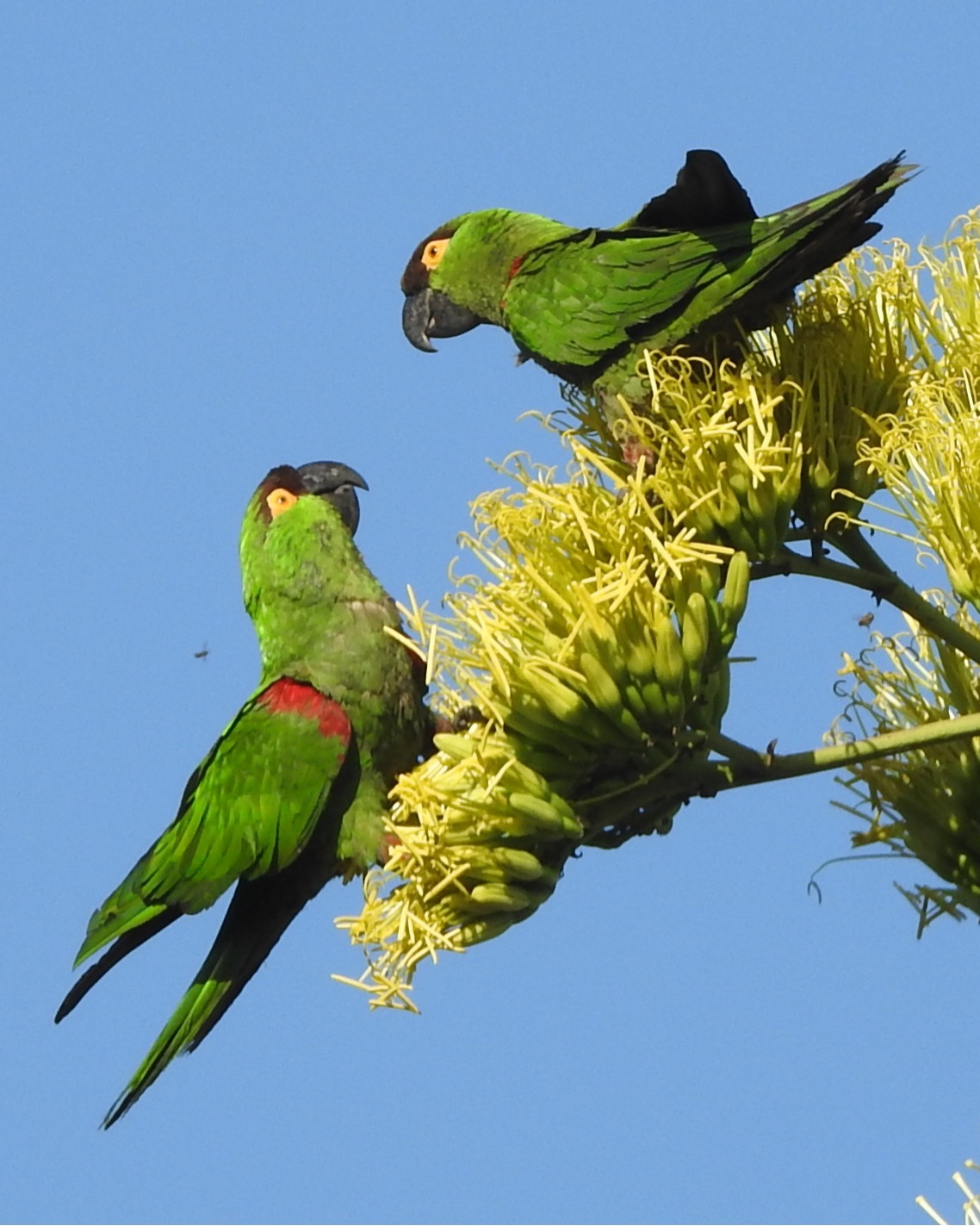 Maroon-fronted Parrot (Rhynchopsitta terrisi), photo 3