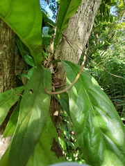 Anthurium crenatum