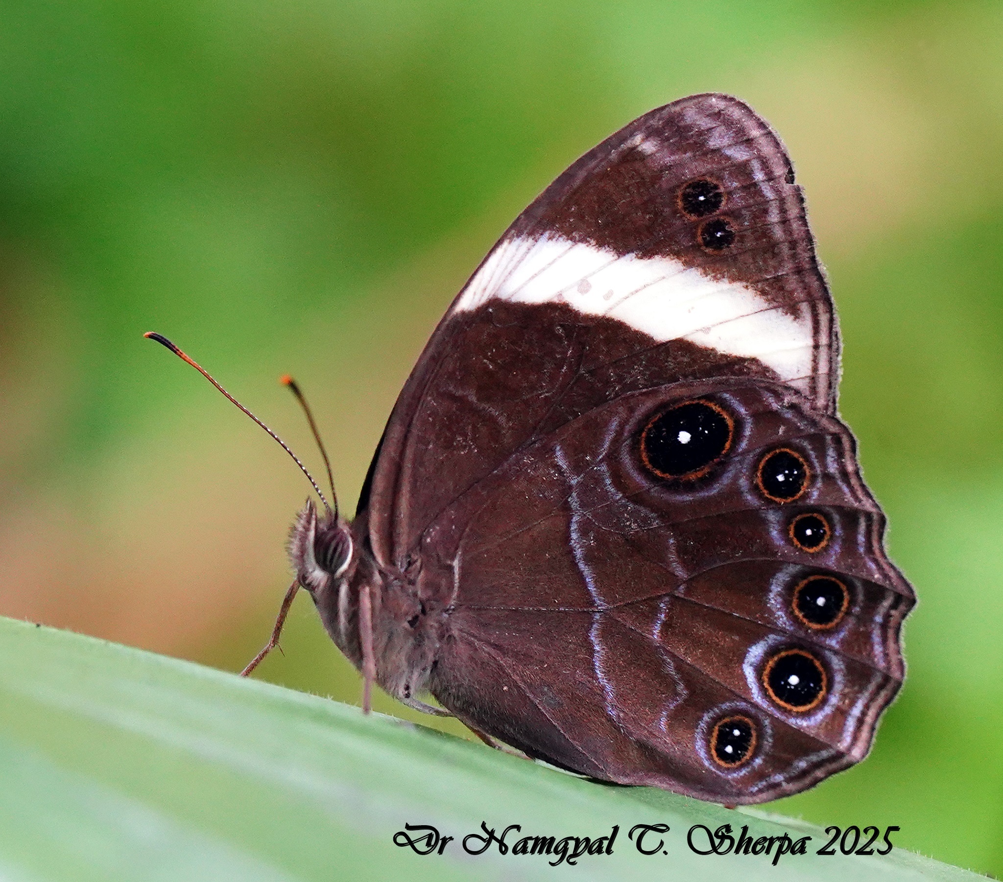 Straight-Banded Treebrown