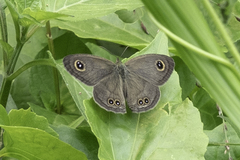 Ypthima baldus newboldi