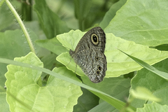 Ypthima baldus newboldi