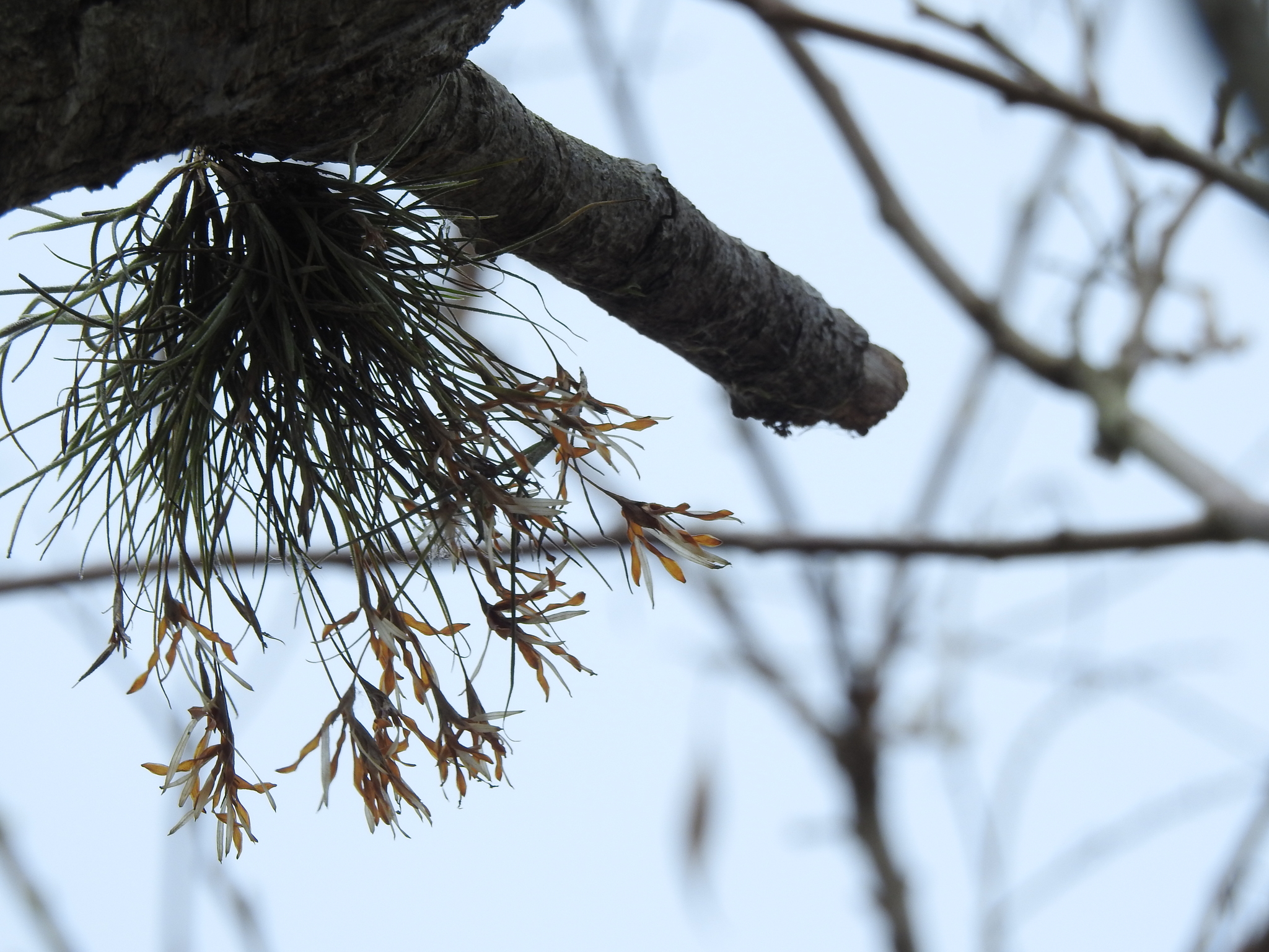 Tillandsia recurvata