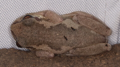 Litoria dentata