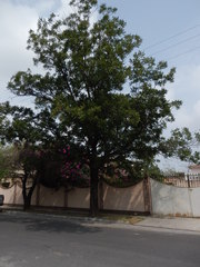 Carya illinoinensis