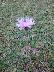 Centaurea phrygia salicifolia