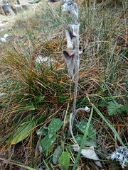 Stachys byzantina