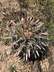 Ferocactus recurvus