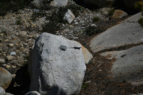 iNaturalist observation photo of Spiny Lizards