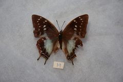 Charaxes ethalion