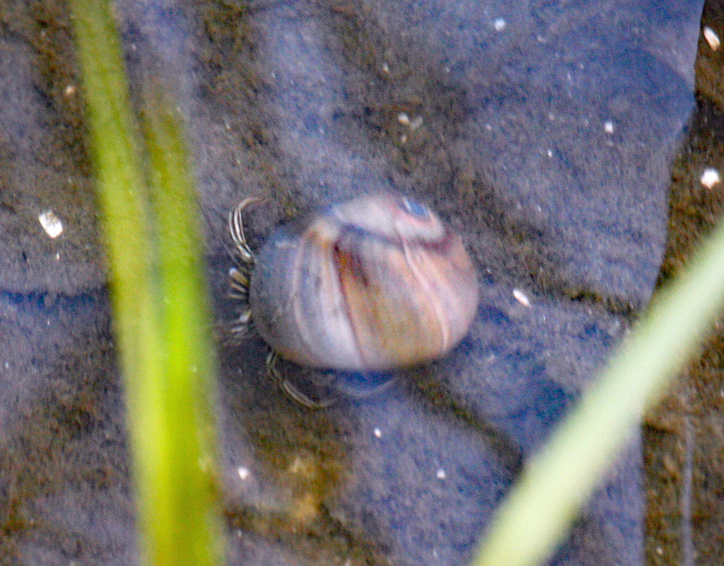 Thinstripe Hermit Crab from Cameron County, TX, USA on May 6, 2012 at ...