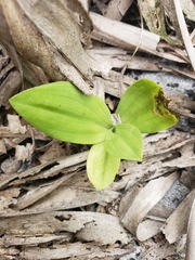 Habenaria quinqueseta