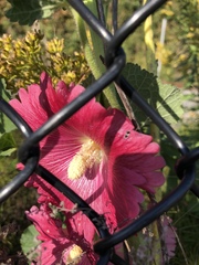 Alcea rosea