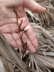 Habenaria quinqueseta