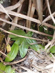 Habenaria quinqueseta
