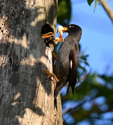 Javan Myna, Yuan Ching Rd, Jurong Lake Gardens, Singapore, photo 6 of 10