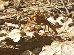 Asilus crabroniformis