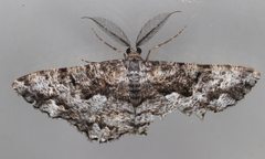 Hypomecis externaria