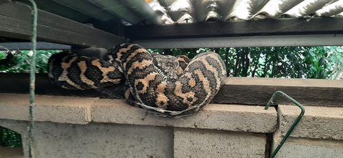 Coastal Carpet Python sighting
